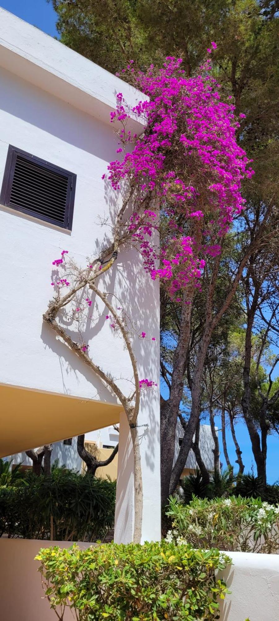 Club Cala Azul Ξενοδοχείο Cala Llenya Εξωτερικό φωτογραφία